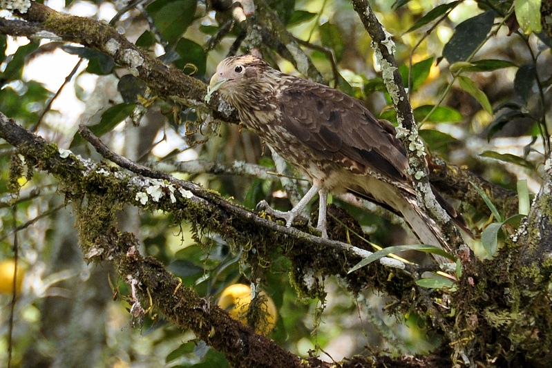 Geelkopcaracara